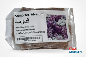 Sternörter (Alyssum)- قدومه